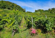 Vineyard with roses at the end of a row of vines, blue skies overhead