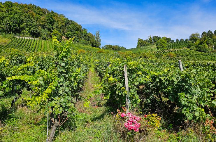 Vineyard with roses at the end of a row of vines, blue skies overhead