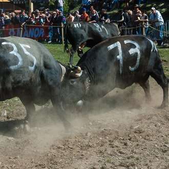Two black cows with numbers 35 and 73 on their backs, their horns locked as they push for priority in the herd in a dusty competition ring.