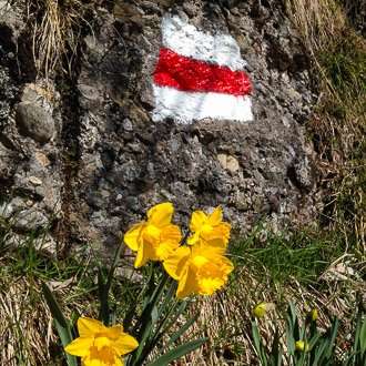 A red and white flag painted onto a gnarly tree trunk, fronted by yellow daffodils
