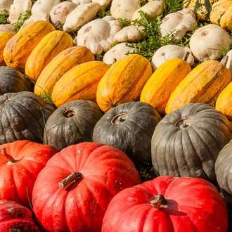 Four rows of pumpkins at harvest: orange, brown, yellow, and white