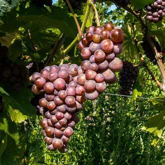 A cluster of purple grapes, ready for harvest